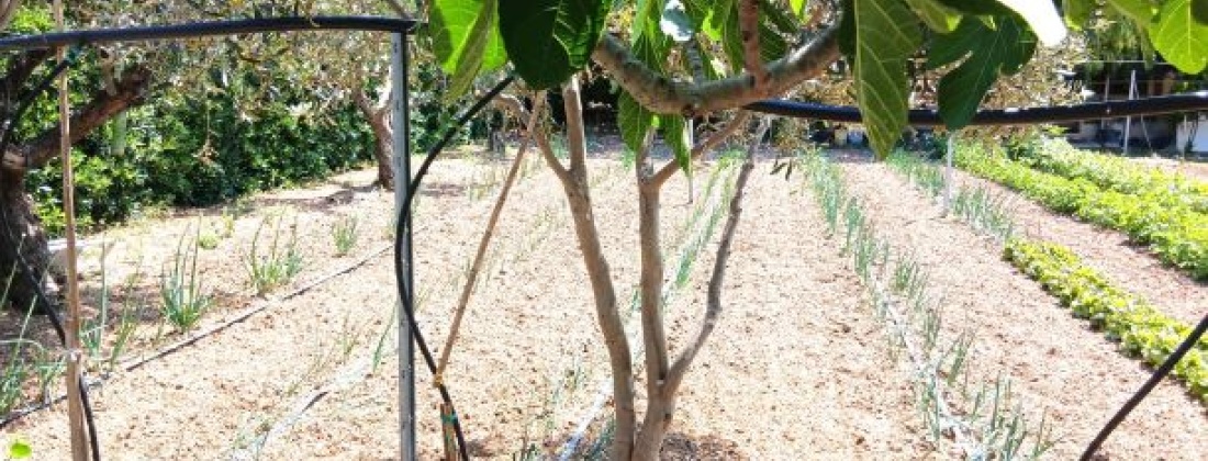 CONTRADA ABATERESTA, Taranto 74123, ,Terreno,Vendita,CONTRADA ABATERESTA,1447