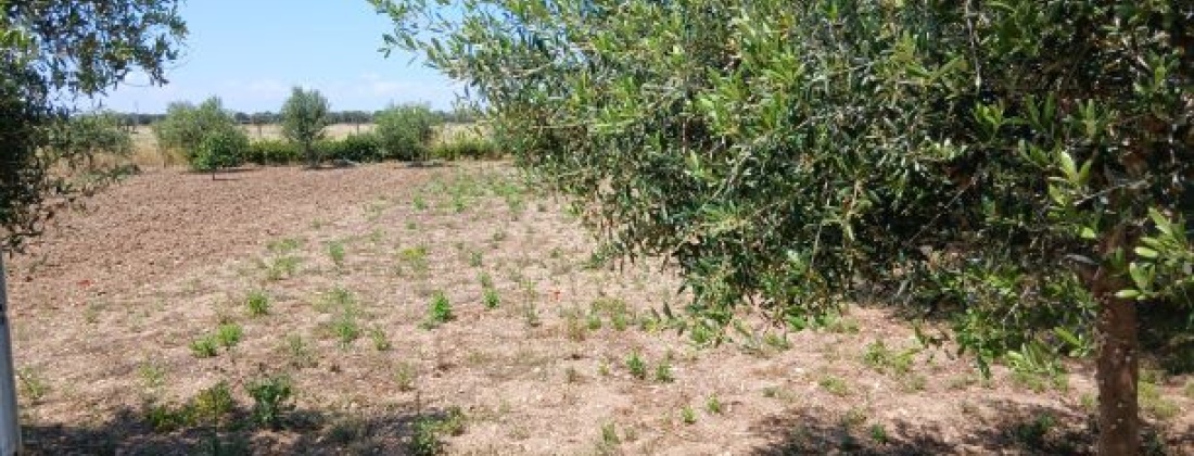 CONTRADA ABATERESTA, Taranto 74123, ,Terreno,Vendita,1448