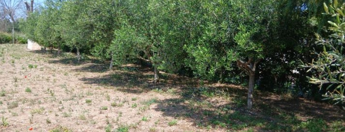 CONTRADA ABATERESTA, Taranto 74123, ,Terreno,Vendita,1448