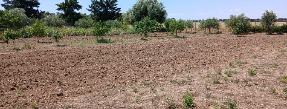 CONTRADA ABATERESTA, Taranto 74123, ,Terreno,Vendita,1448