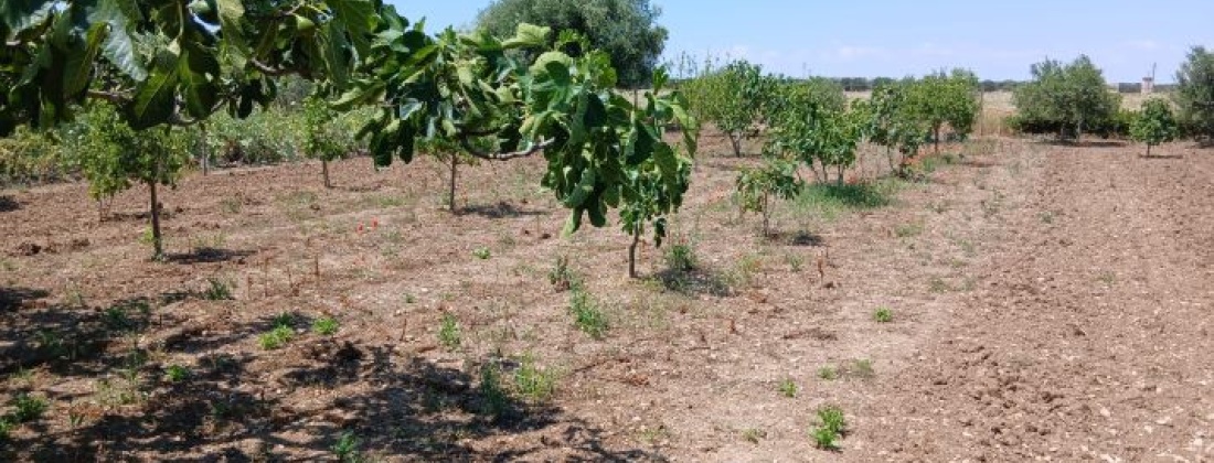CONTRADA ABATERESTA, Taranto 74123, ,Terreno,Vendita,1448