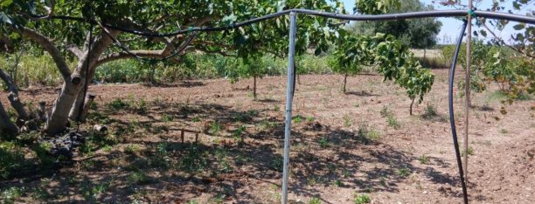 CONTRADA ABATERESTA, Taranto 74123, ,Terreno,Vendita,1448